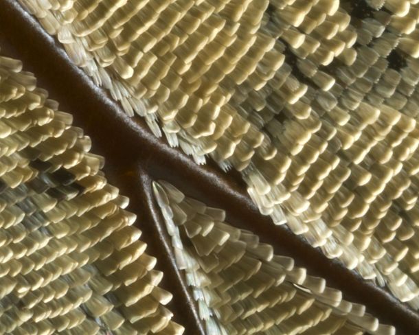 sm_peN782 Extreme close-up of scales of butterfly wings (Underrside wing Prepona sp.)