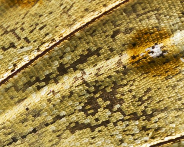 sm_peN784 Extreme close-up of scales of butterfly wings (Underrside wing Prepona sp.)