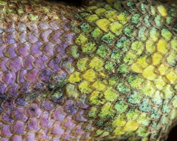 smn10N Jorupe Biological Reserve, tropical dry forest, Western Andean foothills, South of Ecuador Stenocercus puyango male