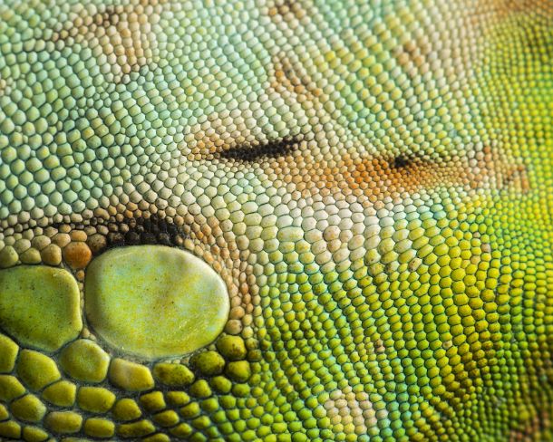 smn17N Close-up of scales of a Green Iguana (Iguana iguana), Iguana family, Jorupe Biological Reserve, tropical dry forest, Western Andean foothills, Ecuador