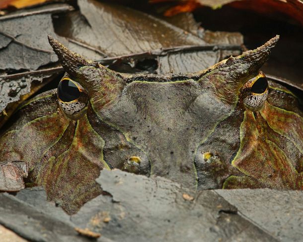 sm_camouflageN239 (Ceratophrix cornuta), Amazon rainforest, Yasuni National Park, Ecuador