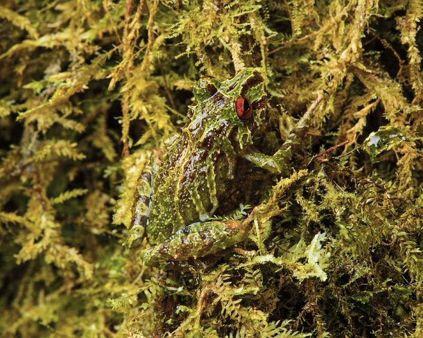 sm_camouflageN257 Neotropical rainfrog (Pristimantis eriphus), male with characteristic red eyes, Rainfrog family (Craugastoridae), Andean cloud forest, Cosanga, Ecuador Mossy...