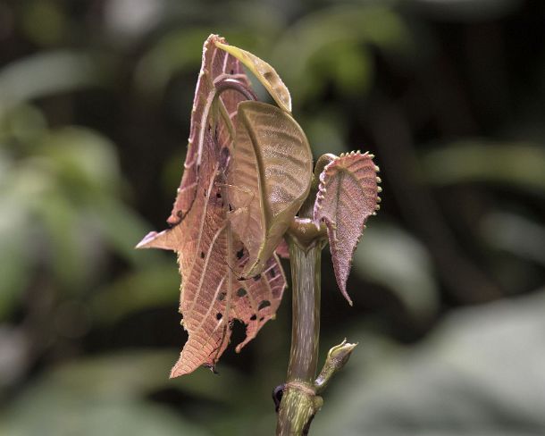 sm_camouflageN303 Pink-colored Eulophyllum lobatum in habitat, a leaf katydid mimicing jungle foliage being almost undistinguishable from a real leaf, native to North Borneo,...