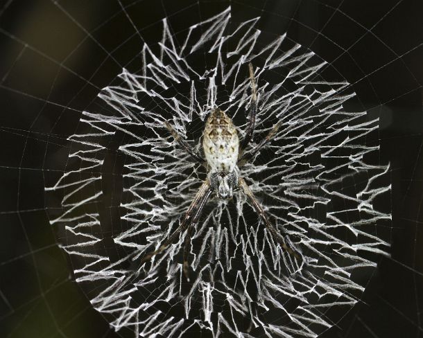 sm_camouflageN307 Grass cross spider (Argiope catenulata), sitting in the center of its net decorated with a circular zigzag-type band of silk called stabilimentum, Orb-weaver...
