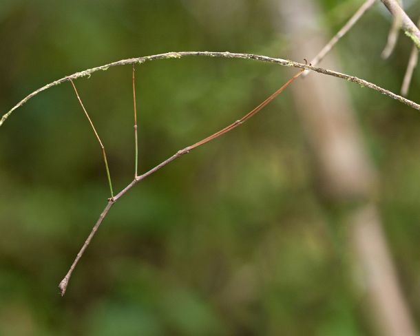 sm_camouflageN326 Stick insect, phasmida, Tandayapa region, Andean cloud forest, Ecuador