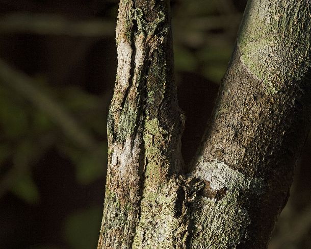 sm_camouflageN353 Mossy leaf-tailed gecko (Uroplatus sikorae), (Gekkonidae family), resting head down, incredibly well camouflaged, on a tree trunk, cutaneous flaps present along...