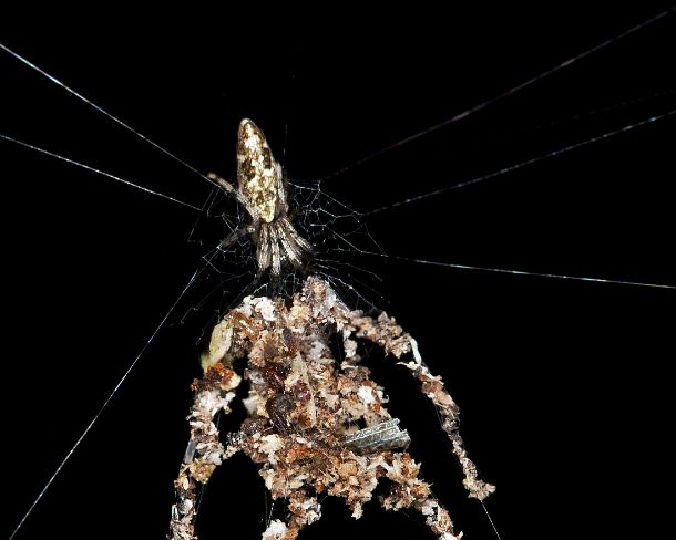 sm_camouflageN369 Orb-weaver belonging to the genus cyclosa, it crafts elaborate fake spider decoys with multiple leges from leaves, debris and dead insects in order to confuse...