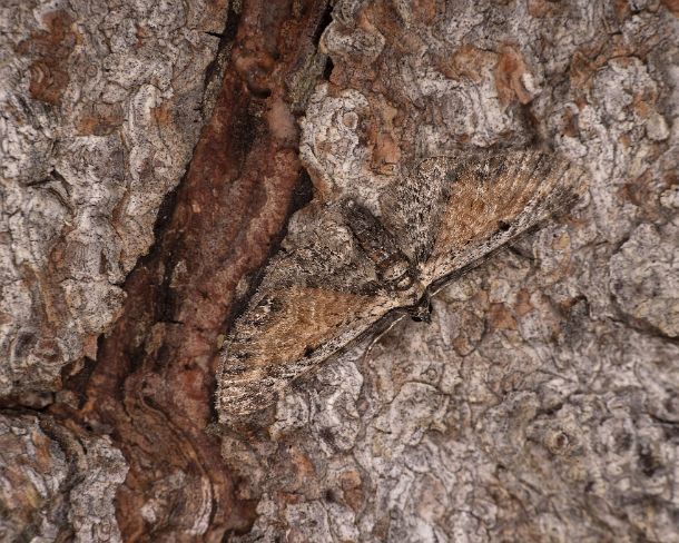 smgva_CH_4s2383_g Tawny speckled pug (Eupithecia icterata), Ovronnaz, Valais, Switzerland