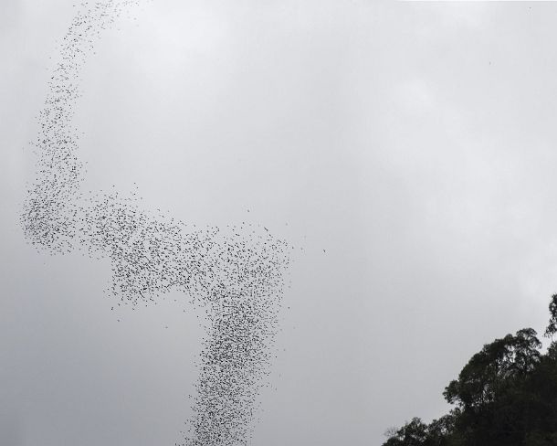 sm_deercave_0019 Stream of thousand of bats emerging from Deer cave around dusk spiralling out towards the sky on the way to their feeding grounds, Gunung Mulu National Park,...