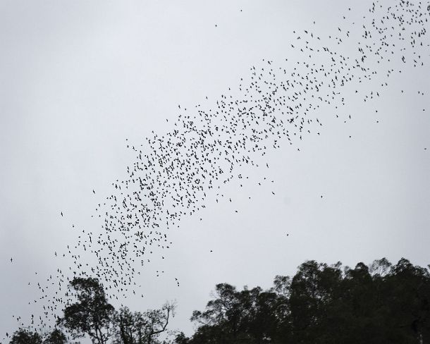 sm_deercave_0024 Constant stream of millions of bats swarming out from Deer in order to head to their feeding grounds, Gunung Mulu National Park, Sarawak, Borneo, Malaysia