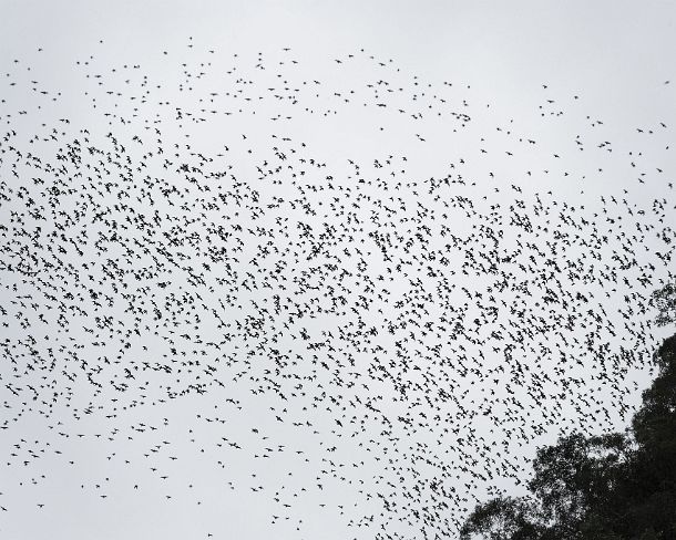 sm_deercave_0025 Constant stream of millions of bats swarming out from Deer in order to head to their feeding grounds, Gunung Mulu National Park, Sarawak, Borneo, Malaysia