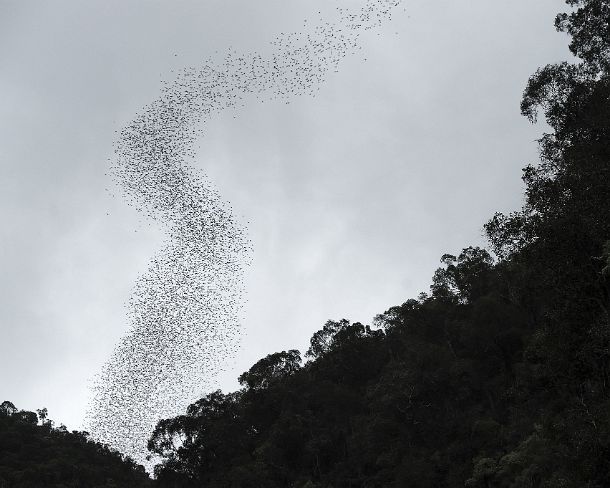sm_deercave_0027 Stream of thousand of bats emerging from Deer cave around dusk spiralling out towards the sky on the way to their feeding grounds, Gunung Mulu National Park,...