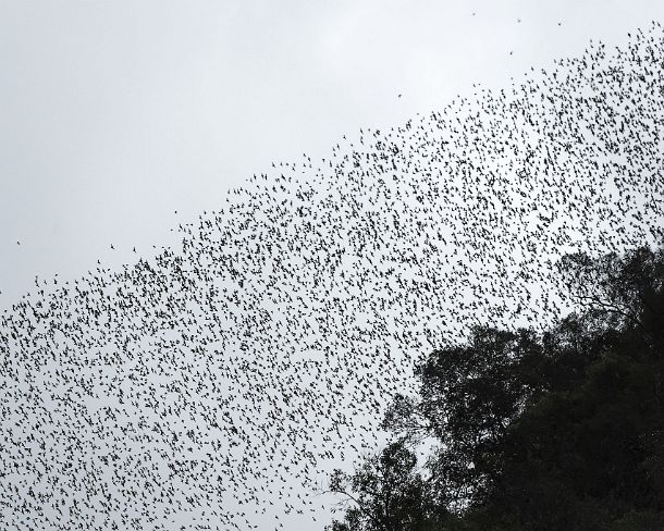 sm_deercave_0032 Constant stream of millions of bats swarming out from Deer in order to head to their feeding grounds, Gunung Mulu National Park, Sarawak, Borneo, Malaysia