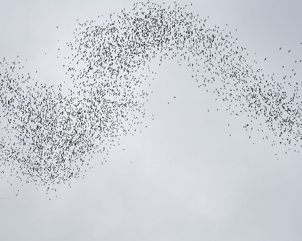 sm_deercave_0059 Stream of thousand of bats emerging from Deer cave around dusk spiralling out towards the sky on the way to their feeding grounds, Gunung Mulu National Park,...