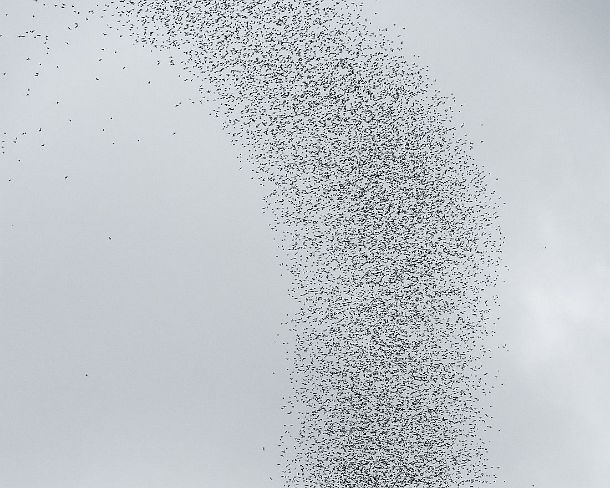 sm_deercave_0063 Constant stream of millions of bats swarming out from Deer in order to head to their feeding grounds, Gunung Mulu National Park, Sarawak, Borneo, Malaysia