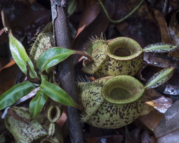 smGVA_MY_cv0414_g Ground pitchers of pitcher plant (Nepenthes ampullaria) in situ, Pitcher plant family (Nepenthaceae), Kinabatangan river flood plain, Sabah, Borneo, Malaysia