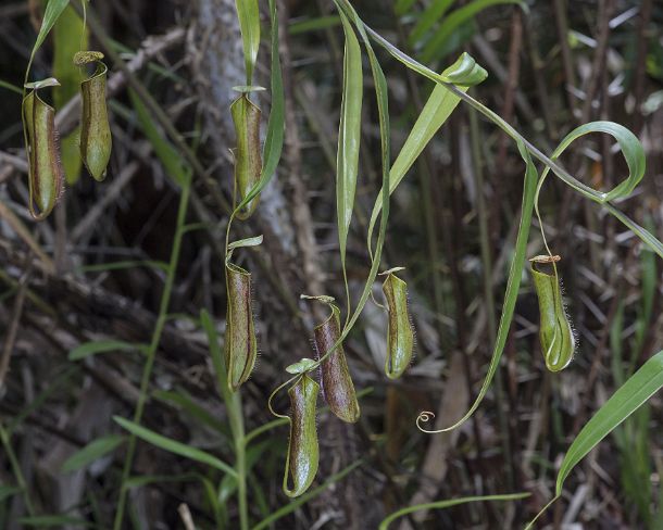 smGVA_MY_cv0457_g Pitcher planst (Nepenthes gracilis) in situ, Pitcher plant family (Nepenthaceae), Kinabatangan river flood plain, Sabah, Borneo, Malaysia