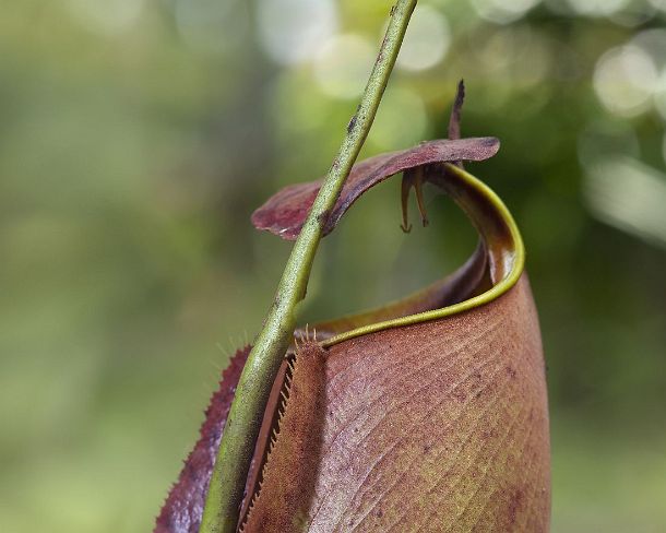 smGVA_MY_cv7334_g Pitcher plant (Nepenthes bicalcarata), Pitcher plant family (Nepenthaceae), Sarawak, Borneo, Malaysia