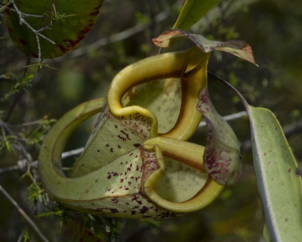 smGVA_MY_cv7604_g Pitcher plant Nepenthes rafflesiana in situ, Pitcher plant family (Nepenthaceae), Sarawak, Borneo, Malaysia