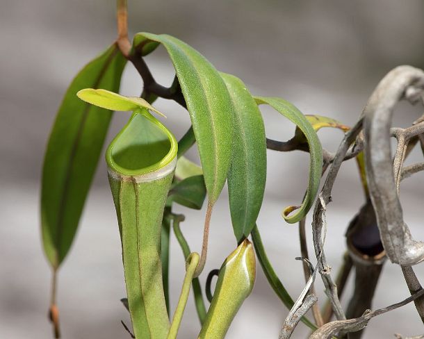 smGVA_MY_cv7618_g Pitcher plant (Nepenthes albomarginata) in situ, Pitcher plant family (Nepenthaceae), Bako National Park, Kuching, Sarawak, Borneo, Malaysia