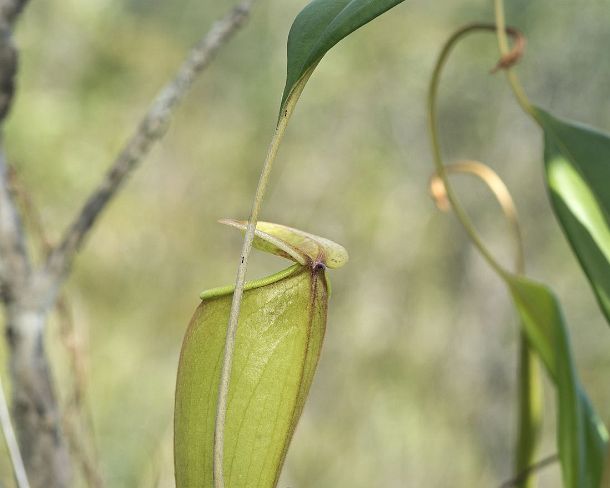 sm_mdN465 Carnivorous Nepenthes pitcher plant species native to Madagascar (Nepenthes madagascariensis) in situ, Pitcher plant family (Nepenthaceae), Ankanin Ny Nofy,...