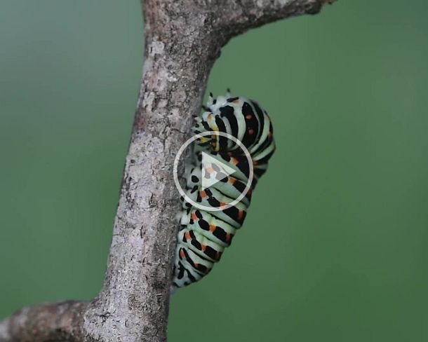 belt Caterpillar of Old World swallowtail (Papilio machaon) weaving silk girdle attachment preparing for pupation, Switzerland