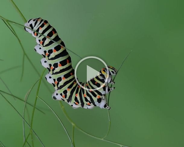 feeding2 Raupe des Schwalbenschwanz Schmetterlings (Papilio machaon) frisst Fenchelblätter, Schweiz / Larva of Old World Swallowtail (Papilio machaon) feeding on fennel...