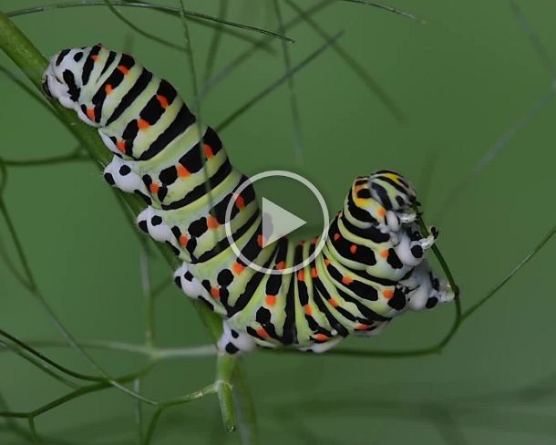 feeding3 Raupe des Schwalbenschwanz Schmetterlings (Papilio machaon) frisst Fenchelblätter, Schweiz / Larva of Old World Swallowtail (Papilio machaon) feeding on fennel...