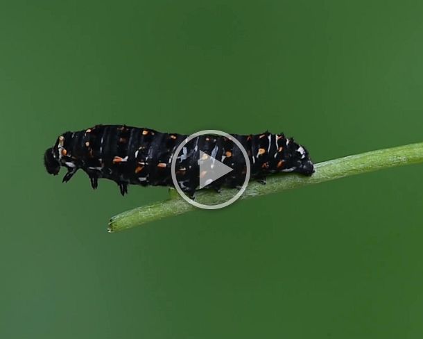 molting_machaon Molting of an Old World swallowtail (Papilio machaon) caterpillar, Switzerland