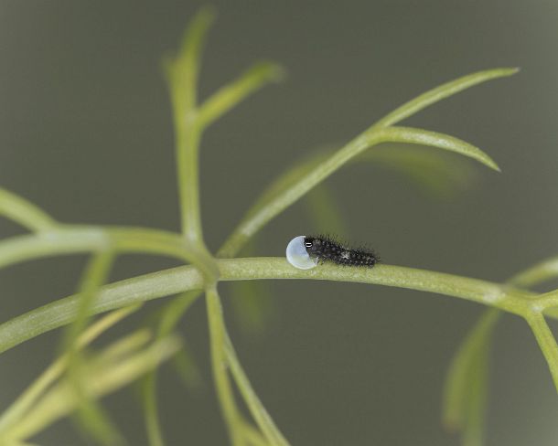 smGVA_MSC_4r0105_g Tiny newly-emerged swallowtail caterpillar eating the eggshells as its first meal after hatching, Ovronnaz, Valais, Switzerland