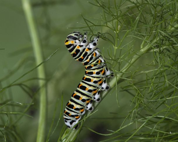 smGVA_MSC_cu4453_g Larva of Old World Swallowtail (Papilio machaon) feeding on fennel leaves, Switzerland
