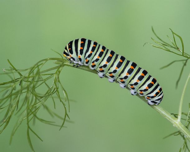 smGVA_MSC_cu4853_g Larva of Old World Swallowtail (Papilio machaon) on fennel, one of its food plants ,Switzerland