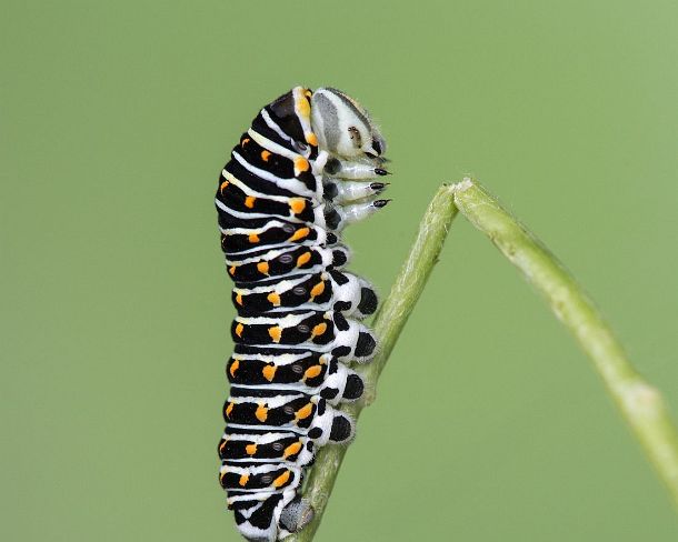 smGVA_MSC_cu4922_g Freshly moltes larva of an Old World swallowtail (Papilio machaon) caterpillar besides the shed larva skin, Switzerland