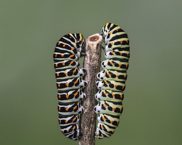 smGVA_MSC_cu5358_g Two larva of Old World Swallowtail (Papilio machaon) side-by-side, Switzerland
