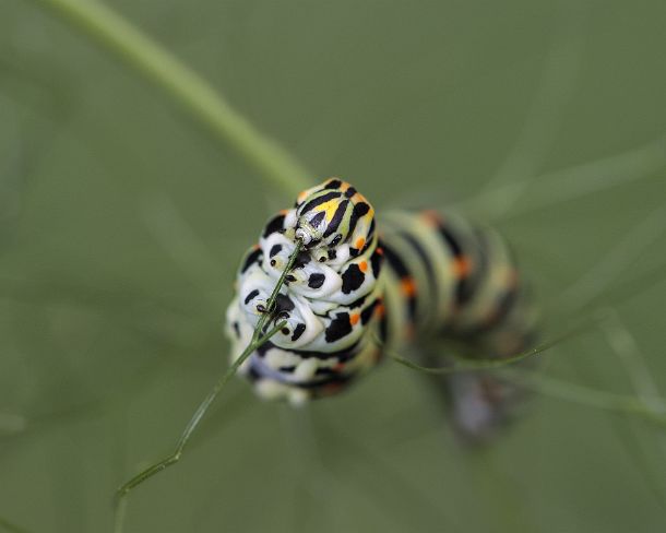 smGVA_MSC_cu5510_g Larva of Old World Swallowtail (Papilio machaon) feeding on fennel leaves, Switzerland