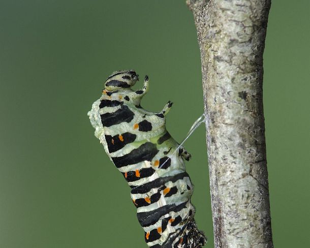 smGVA_MSC_cu5580_g Beginning of the pupation process of an Old World swallowtail caterpillar (Papilio machaon), Switzerland