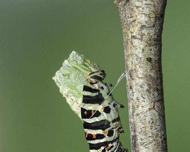 smGVA_MSC_cu5585_g Pupating of an Old World swallowtail caterpillar (Papilio machaon), Switzerland