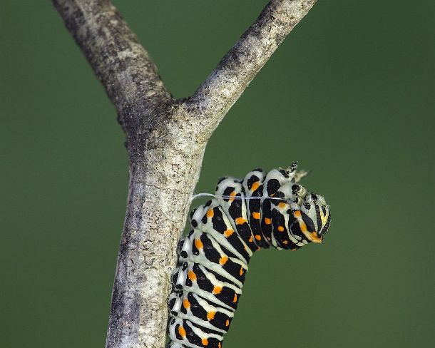 smGVA_MSC_cu6742_g Caterpillar of Old World swallowtail butterfly (Papilio machaon) weaving silk girdle attachment preparing for pupation, Switzerland