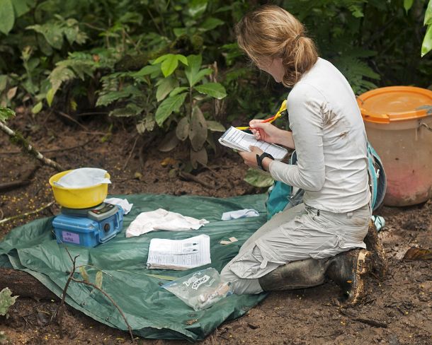 sm_peN801 Researchers of the Tambopata Macaw Project preparing for data recoding of a Macaw chick, Tambopata Research Center (TRC), Tambopata Nature Reserve, Madre de...