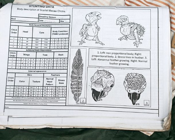 sm_peN802 Field research protocol of the Tambopata Macaw Project for recording of the vitals of a Macaw chick, Tambopata Research Center (TRC), Tambopata Nature Reserve,...