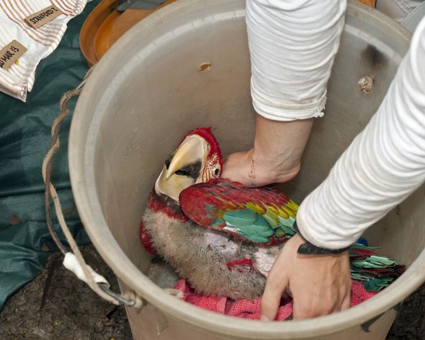 sm_peN804 A 50 day old Red Green Macaw chick is being taken out of a bucket after having been lowered to the ground for a short while from its nest for a control...