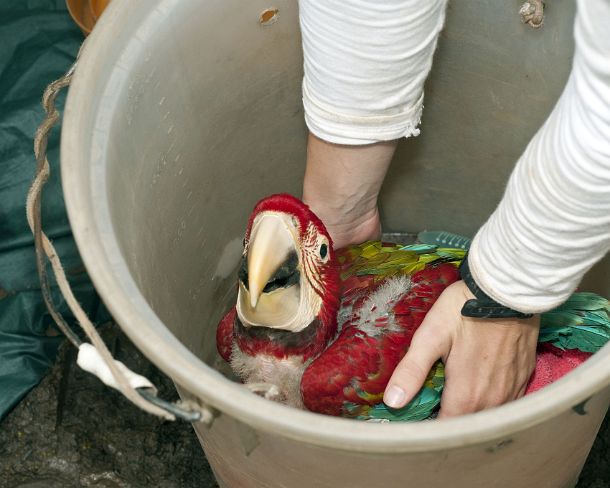 sm_peN805 A 50 day old Red Green Macaw chick is being taken out of a bucket after having been lowered to the ground for a short while from its nest for a control...
