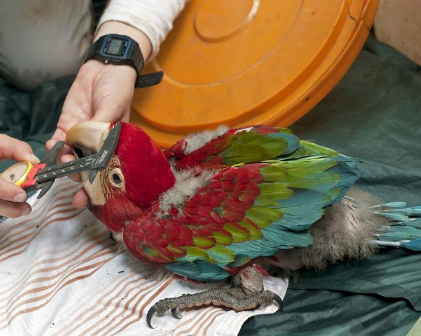 sm_peN806 Examination andrecording vitals of a 50 days old Red and Green Macaw chick, Tambopata Research Center (TRC), Tambopata Nature Reserve, Madre de Dios region,...