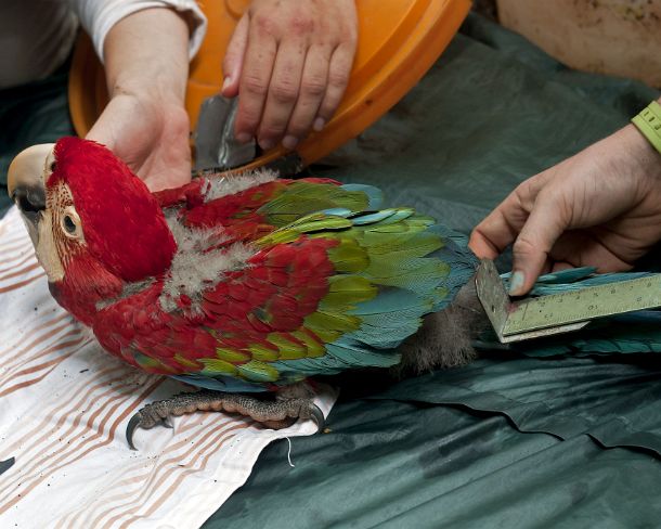sm_peN807 Examination andrecording vitals of a 50 days old Red and Green Macaw chick, Tambopata Research Center (TRC), Tambopata Nature Reserve, Madre de Dios region,...