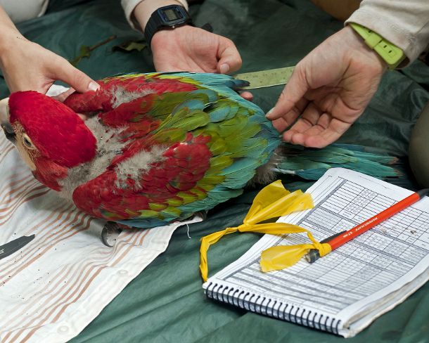sm_peN808 Examination andrecording vitals of a 50 days old Red and Green Macaw chick, Tambopata Research Center (TRC), Tambopata Nature Reserve, Madre de Dios region,...