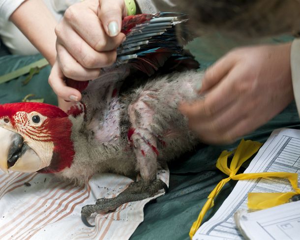 sm_peN809 Examination andrecording vitals of a 50 days old Red and Green Macaw chick, Tambopata Research Center (TRC), Tambopata Nature Reserve, Madre de Dios region,...