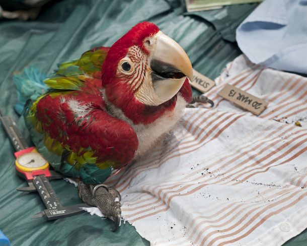 sm_peN810 Examination andrecording vitals of a 50 days old Red and Green Macaw chick, Tambopata Research Center (TRC), Tambopata Nature Reserve, Madre de Dios region,...