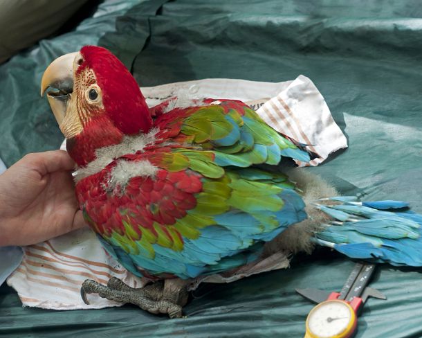 sm_peN811 Examination andrecording vitals of a 50 days old Red and Green Macaw chick, Tambopata Research Center (TRC), Tambopata Nature Reserve, Madre de Dios region,...