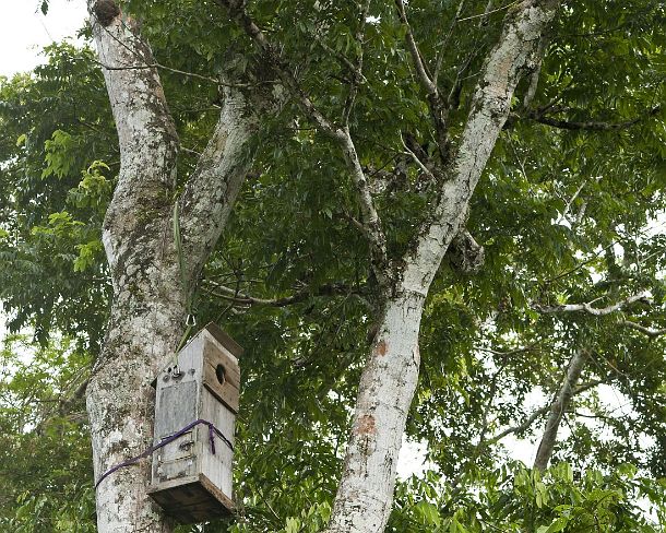 sm_peN917 Artificial nest box for Macaw species designed by researchers of the Tambopata Macaw Project, Tambopata Research Center (TRC), Tambopata Nature Reserve, Madre...
