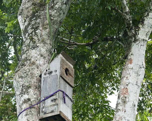 sm_peN918 Artificial nest box for Macaw species designed by researchers of the Tambopata Macaw Project, Tambopata Research Center (TRC), Tambopata Nature Reserve, Madre...